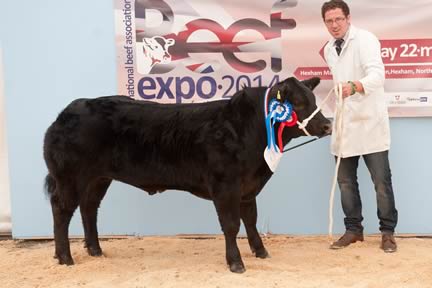 Baby Beef Steer ‘Fire Fly’, exhibited by TA and LC Lyons and Son, sired by a British Blue, was Reserve Baby Beef Champion.